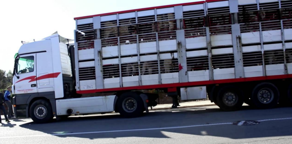 Camión de transporte de cerdos