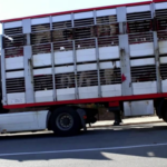 Camión de transporte de cerdos