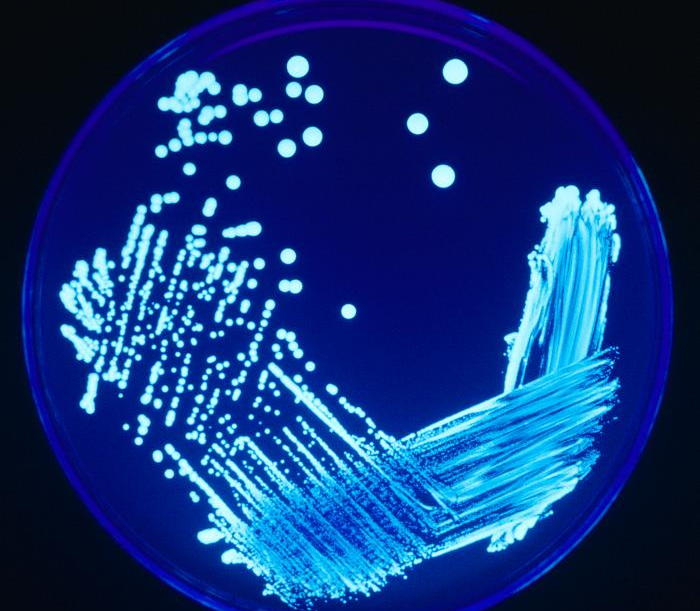 Título de la imagen