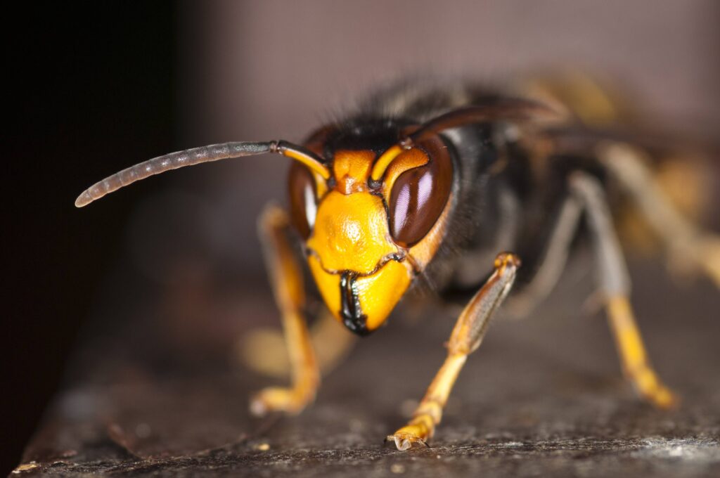 vespa asiatica