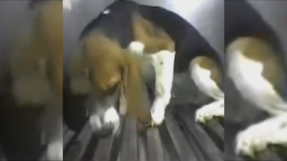 Gos beagle sotmès a un experiment de Vivotecnia
