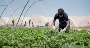 Trabajador recogiendo fresas