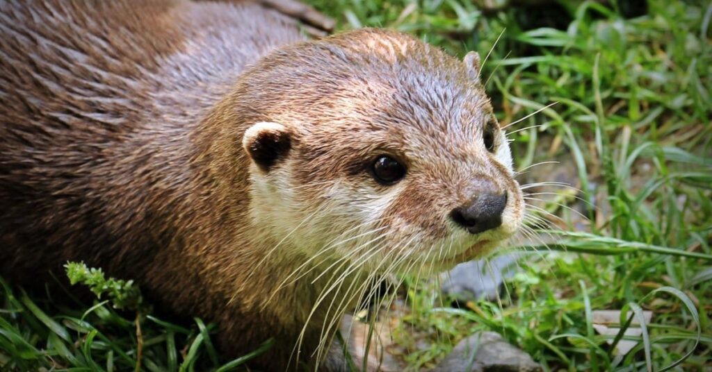 Nutria (S. Hermann y F. Richter, Pixabay)