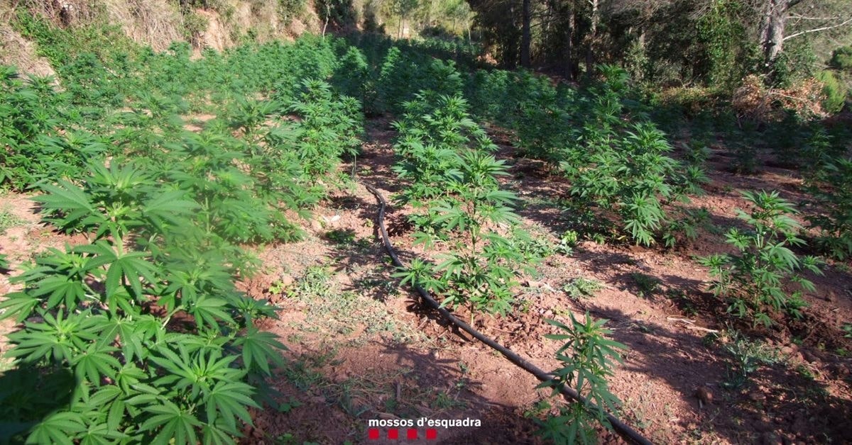 Plantación de marihuana en Tarragona (Mossos d'Esquadra)