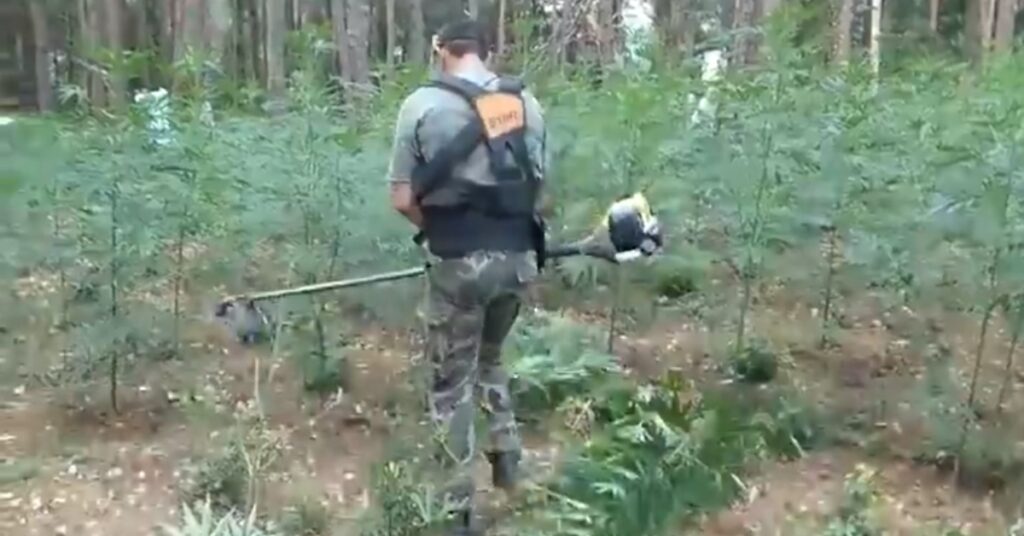 Els Mossos d'Esquadra desmantellen una plantació de marihuana
