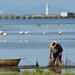 Recogiendo la captura a la Bahía del Lodazal, Delta del Ebro (Wikimedia Commons)