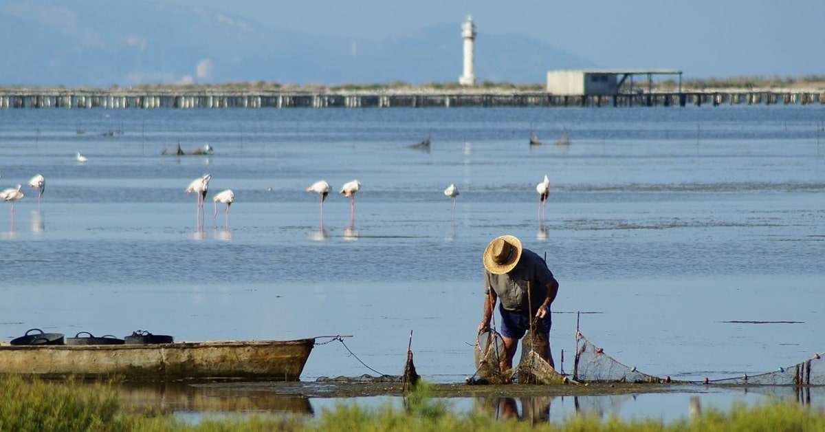 Recollint la captura a la Badia del Fangar, Delta de l'Ebre (Wikimedia Commons)