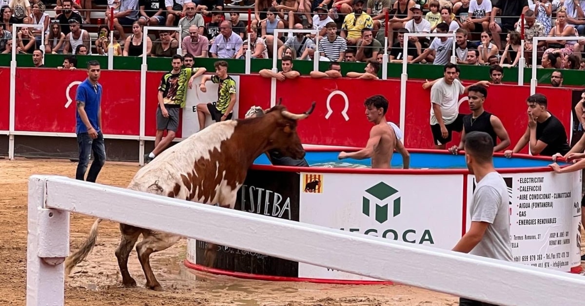 Correbous de Vidreres (Alberto Tarradas, diputat de Vox al Parlament)