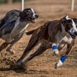 Galgos corriendo (Herbert Aust, Pixabay)
