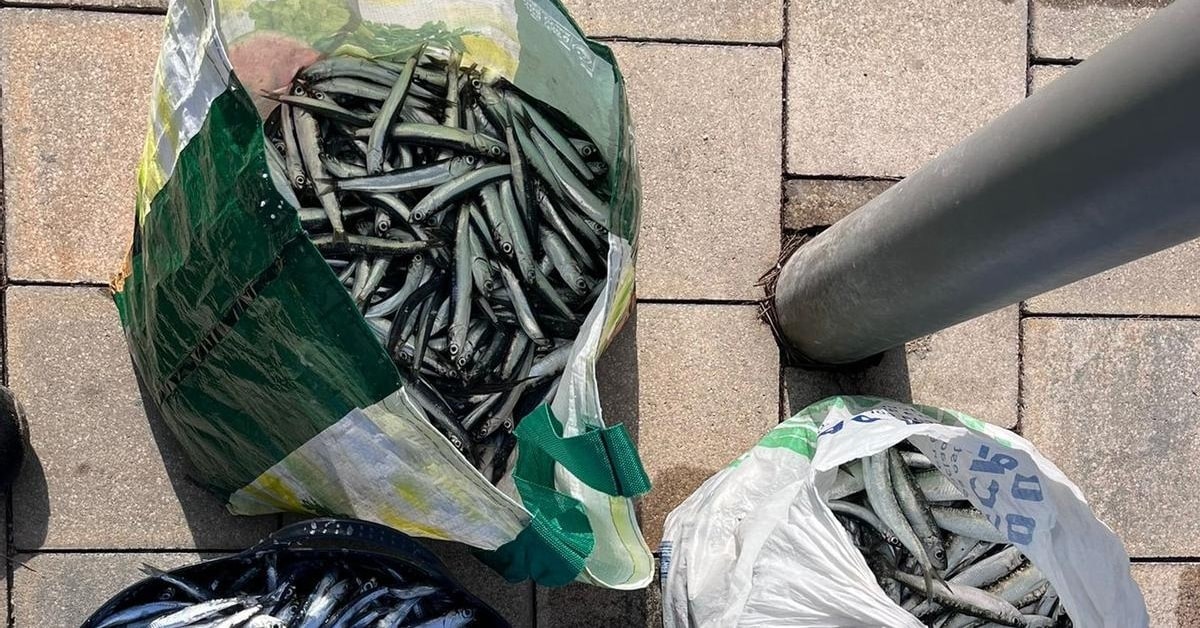 Cubos de pintura y bolsas de plástico con pescado (Departament d'Acció Climàtica de la Generalitat de Catalunya)