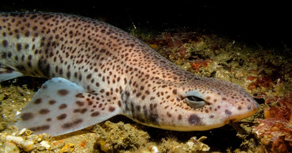 Tauró pinta-roja (Aquarium Costa de Almería)