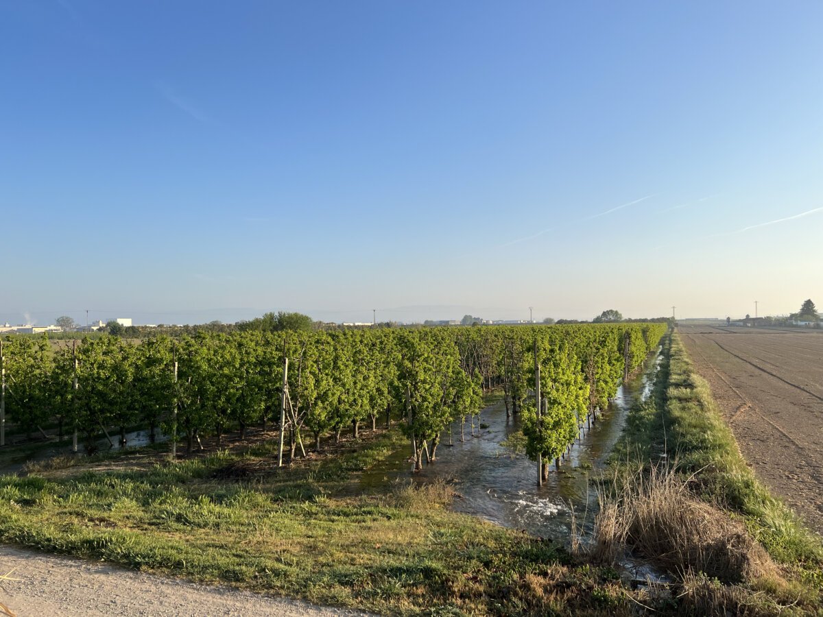 Una finca de fruiters fent el darrer reg de la campanya al Canal d'Urgell (ACN)