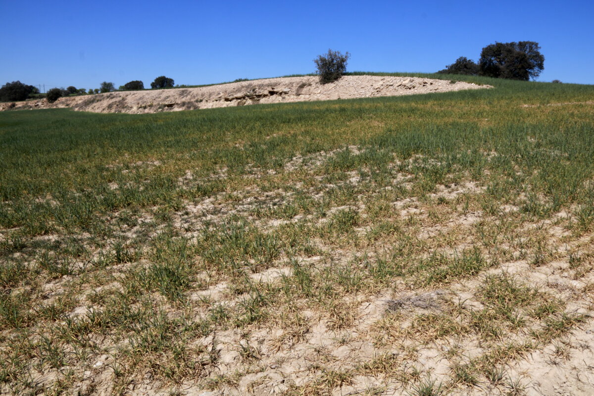 Finca d'odi de cervera on es veuen zones sense plantes (ACN)