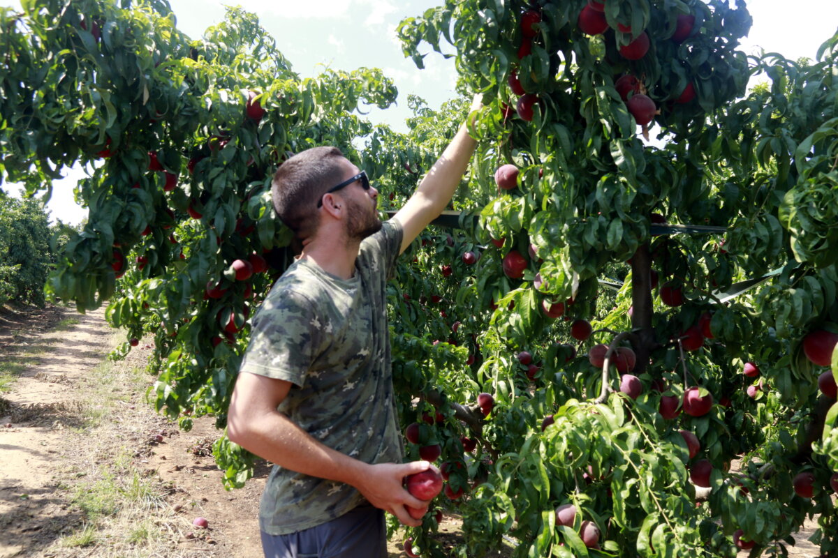 Agricultor revisa els danys a la pedregada de la seva finca de presseguers (ACN)