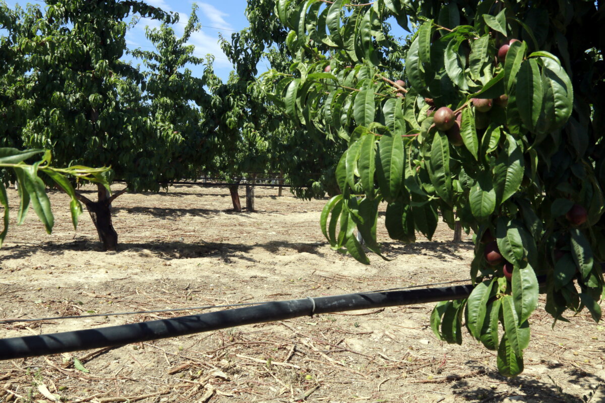 Un tub de reg gota a gota en una finca de nectarines de Castelldans (ACN)