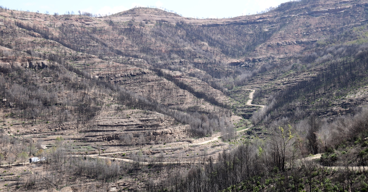 Finca cremada pel foc del Pont de Vilomara i Rocafort. En aquesta, de titularitat pública, és on s'han començat a fer treballs (Nia Escolà, ACN)