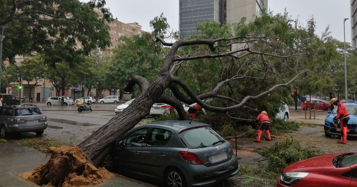 Los Bomberos trabajan para retirar un árbol caído en la calle Arquitectura de l'Hospitalet de Llobregat (Bomberos de la Generalitat)