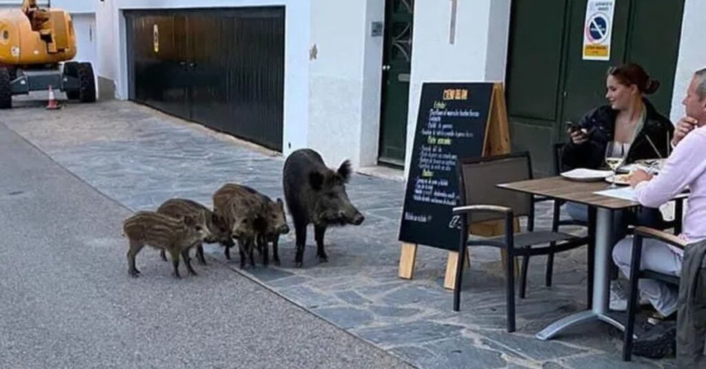 Senglars a Barcelona (CCMA)
