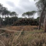 Troncs apilats a La Fosca després d'haver-se talat d'una pineda (Salvem la Pineda d'En Gori)