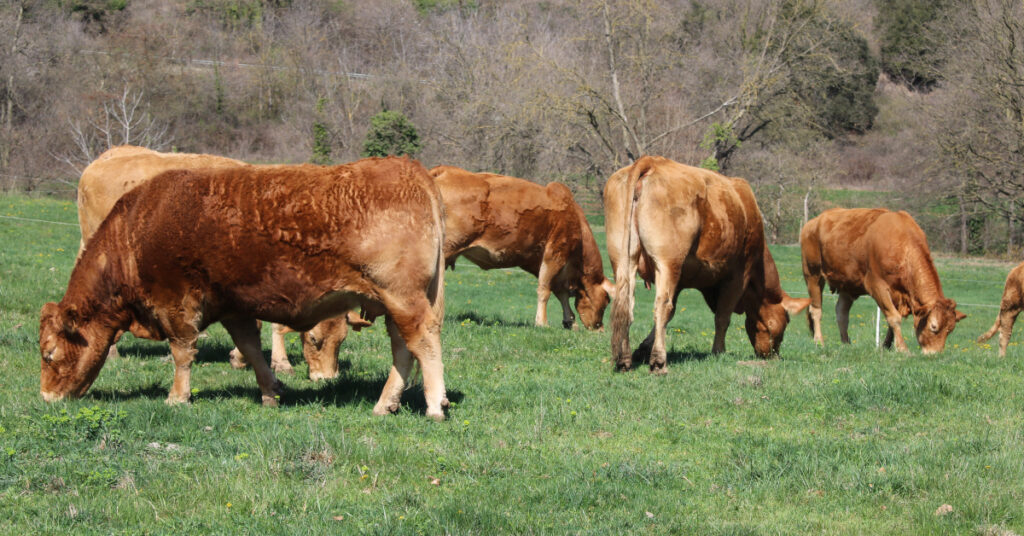 Unes vaques pasturant a la Garrotxa (Gerard Vilà, ACN)