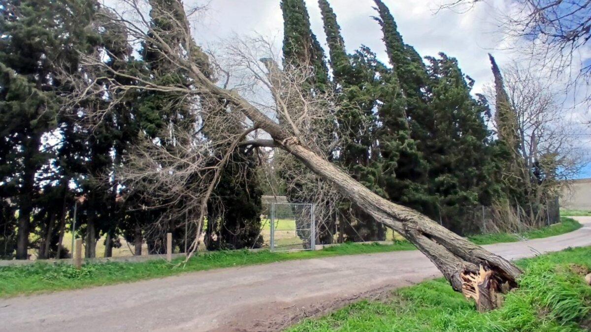 Un arbre tombat per la ventada a Vilatenim, a l'Alt Empordà (Bombers de la Generalitat)
