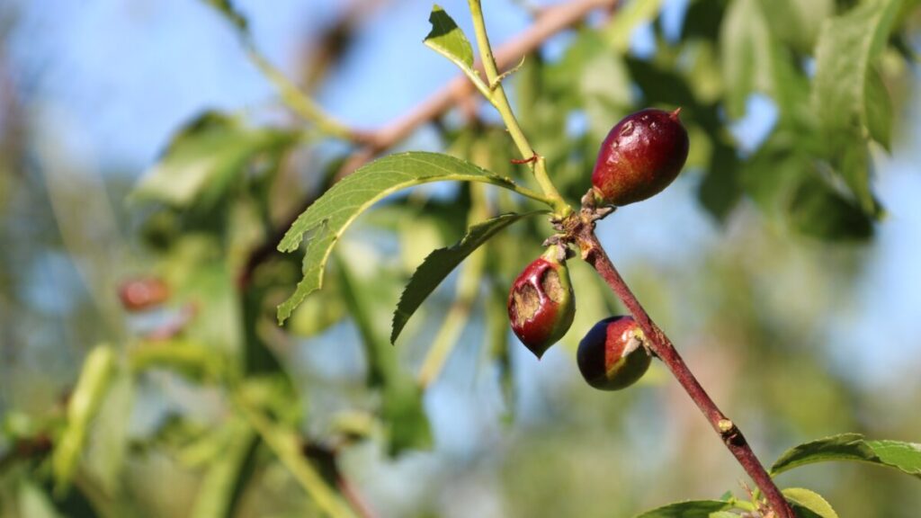 Frutos pequeños de un árbol de nectarina afectados por la granizada en el municipio de Alcarràs (Alba Mor, ACN)