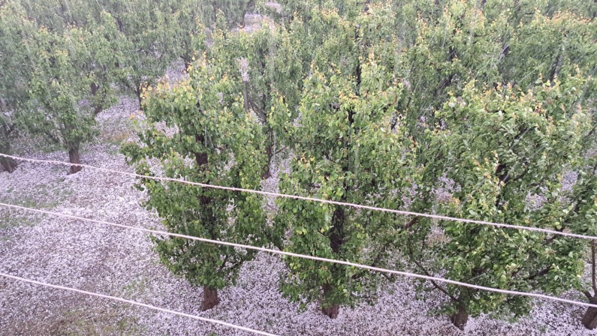 La pedra ha afectat camps fruiters del Baix Segre i el nord del Segrià (ACN)