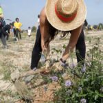 Una manifestant cava un forat per plantar plantes aromàtiques als terrenys on es projecta l'empresa Lotte a Mont-roig del Camp (Ariadna Escoda, ACN)
