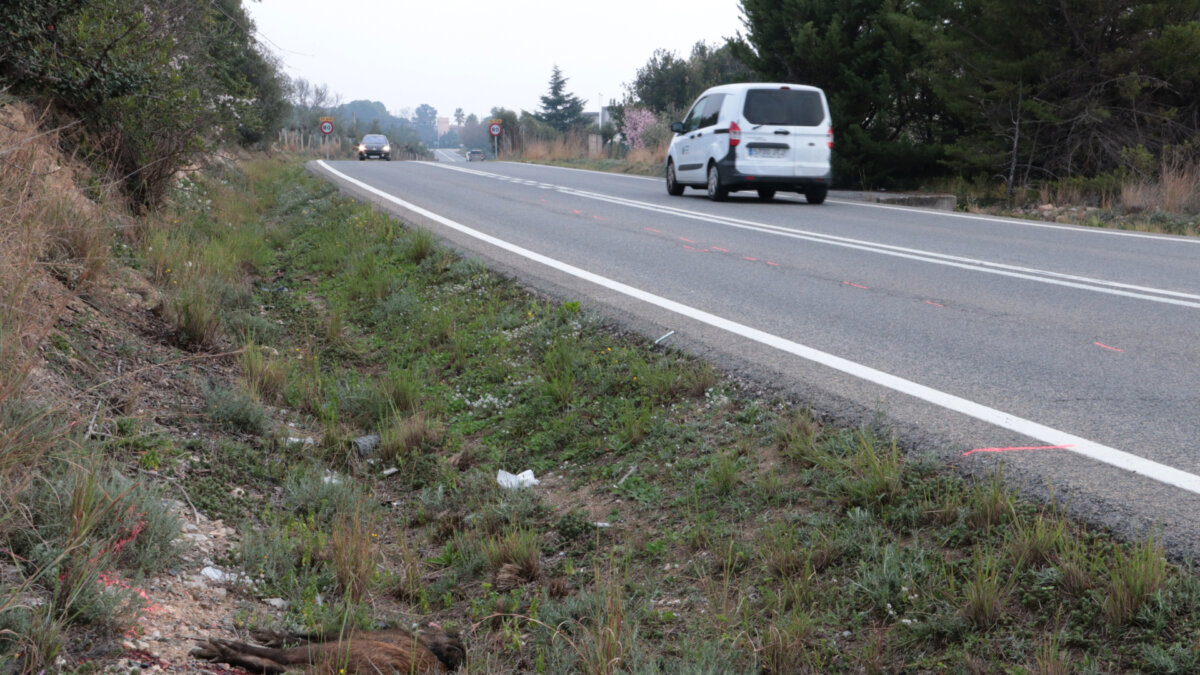 El impacto contra un jabalí ha provocado la muerte de un motorista en la TV-3141 (ACN)