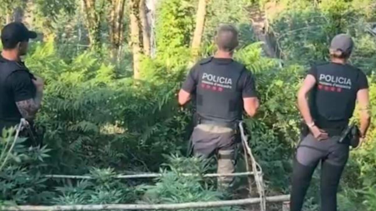 Els Mossos d’Esquadra desmantellen una plantació exterior de marihuana a Sant Sadurní d’Osormort