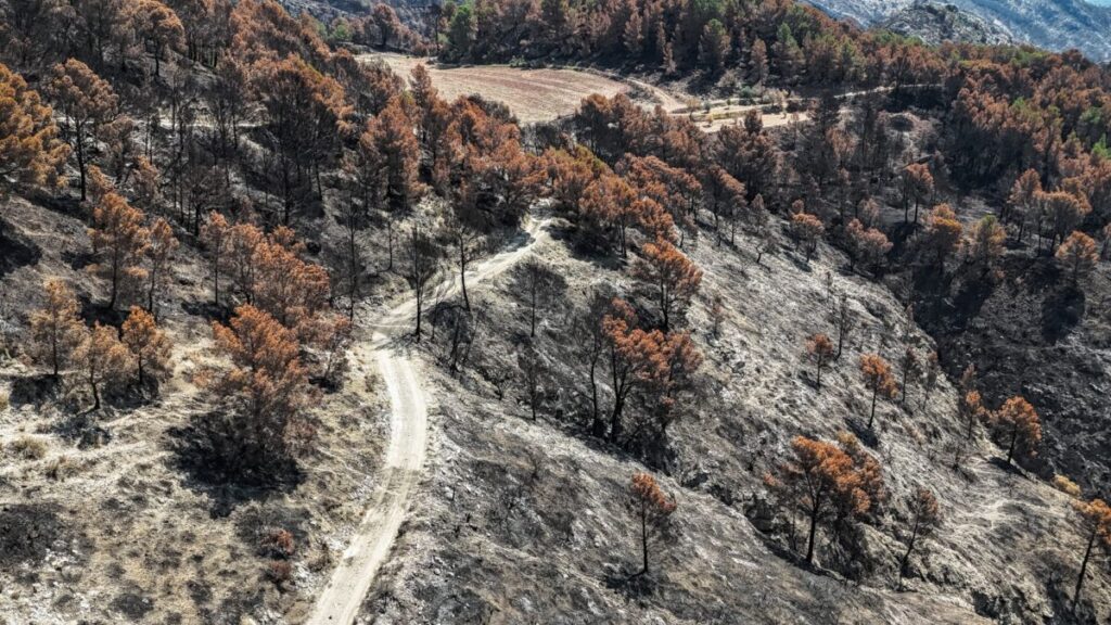 Boscos cremats a banda i banda del camí a Paüls (Jordi Borràs, ACN)
