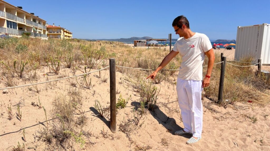 El vicepresidente de SOS Costa Brava, Pau Bosch, señalando un ejemplar de la especie en peligro Stachys maritima en una de las dunas que reclaman que se incluyan dentro del parque natural del Montgrí, las Islas Medas y el Baix Ter (Ariadna Reche, ACN)