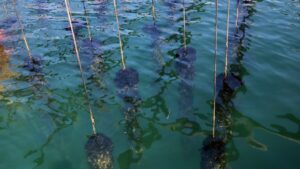Cordes amb musclos dins de l'aigua de la badia dels Alfacs (Jordi Marsal, ACN)