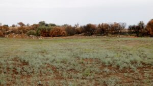 La vegetació creix en un camp afectat per l'incendi de Torrefeta on al fons es veuen arbres encara calcinats (Anna Berga, ACN)