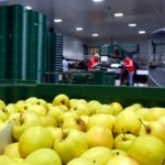 Manzanas golden de la empresa Fruites Font de Torres de Segre, en el Segrià (Roger Segura, ACN)