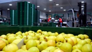 Manzanas golden de la empresa Fruites Font de Torres de Segre, en el Segrià (Roger Segura, ACN)