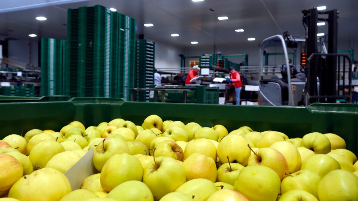 Manzanas golden de la empresa Fruites Font de Torres de Segre, en el Segrià (Roger Segura, ACN)