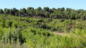 Zona forestal que se ha regenerado del incendio de Òdena (Mar Martí, ACN)