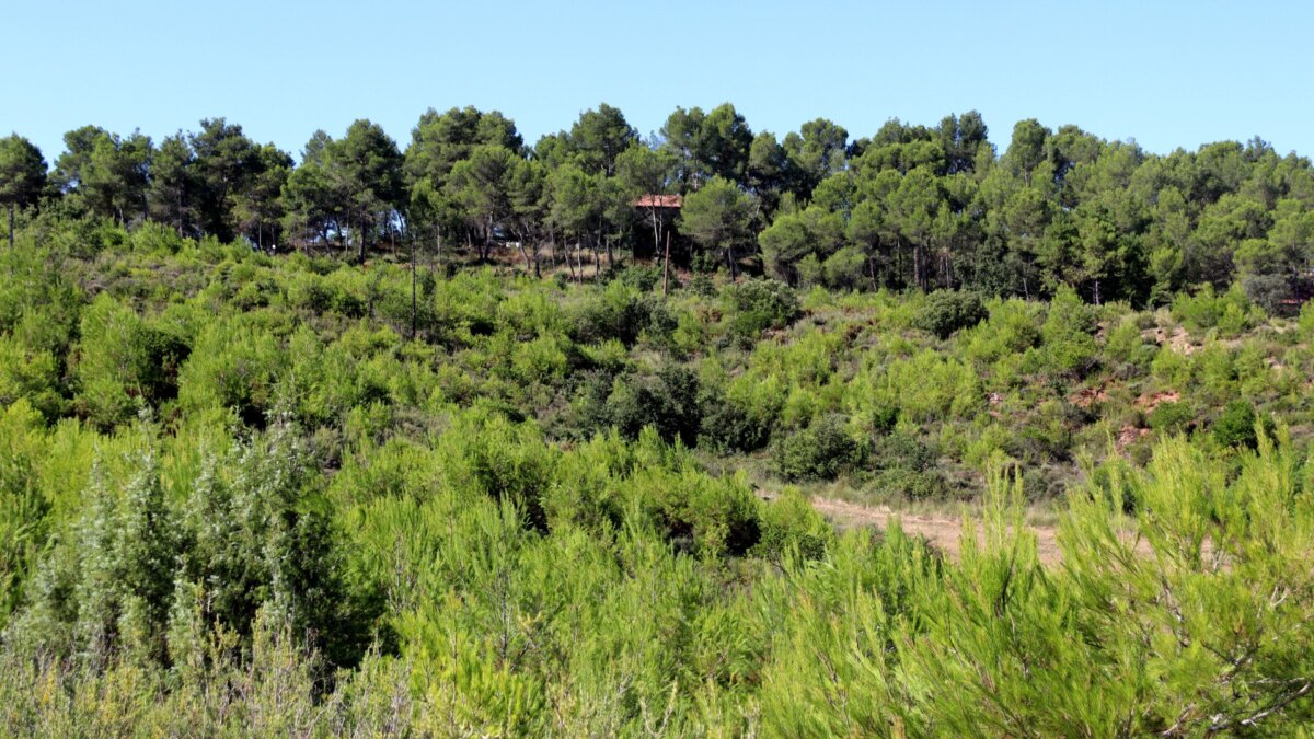 Zona forestal que se ha regenerado del incendio de Òdena (Mar Martí, ACN)