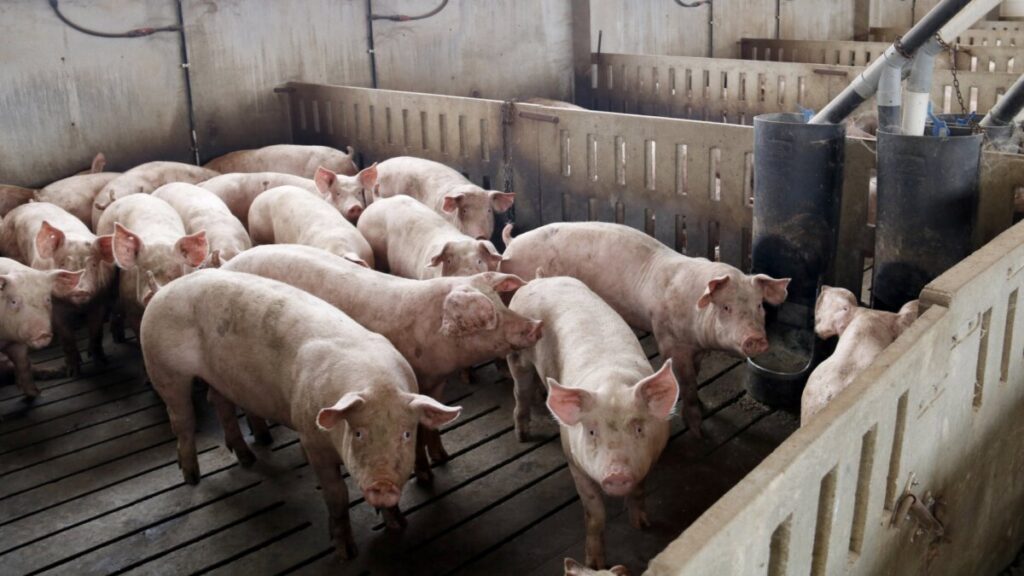 Granja de cerdos de Alcarràs (Laura Cortés, ACN)