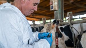 Es obligatorio vacunar a todas las vacas situadas a 50 kilómetros de los focos de dermatosis (Departamento de Agricultura, ACN)