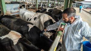 Un veterinario vacunando vacas contra la Dermatosis Nodular Contagiosa en una explotación ganadera del Alt Empordà (Departamento de Agricultura)
