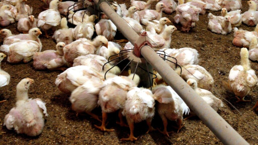 Una explotació avícola de les comarques de Lleida (Roger Segura, ACN)