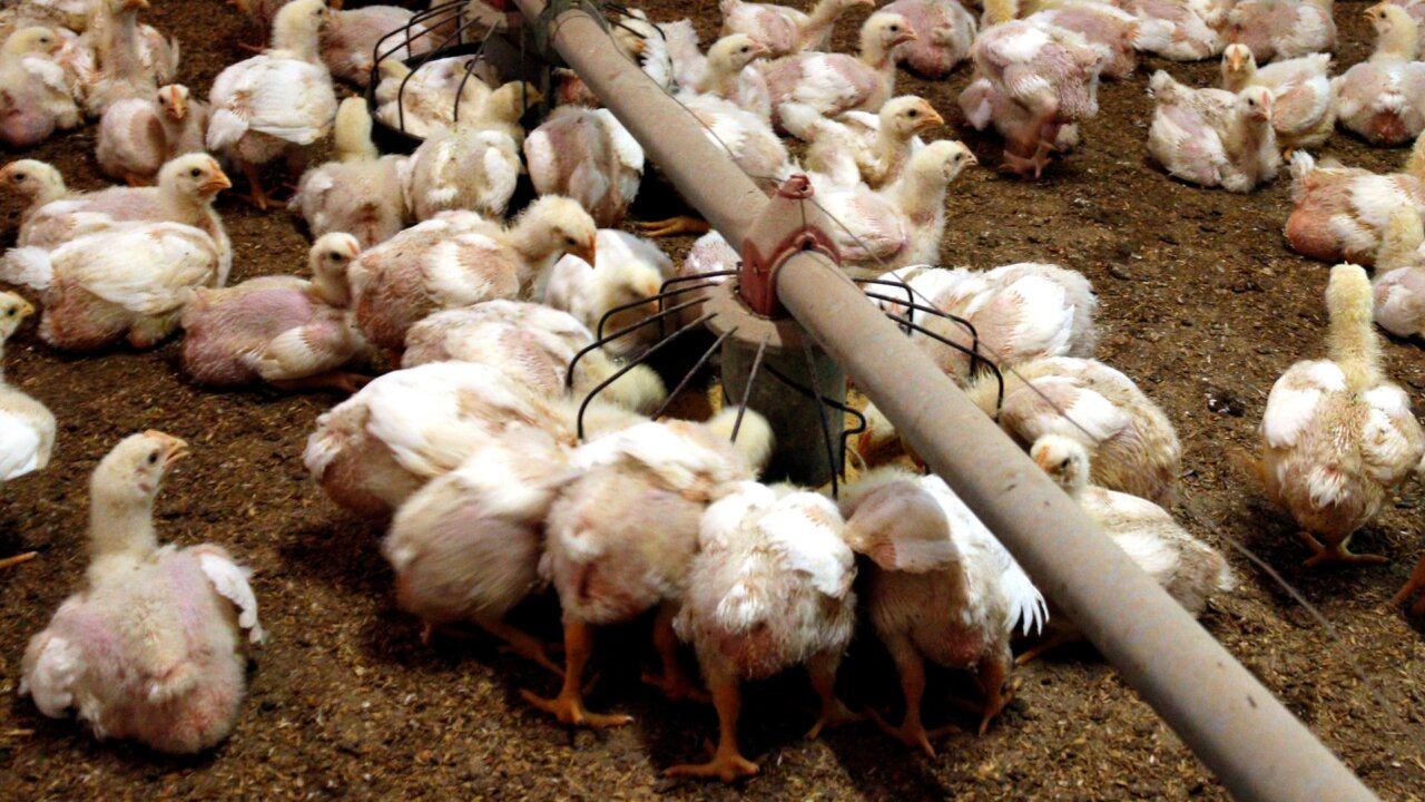 Una explotación avícola de las comarcas de Lleida (Roger Segura, ACN)