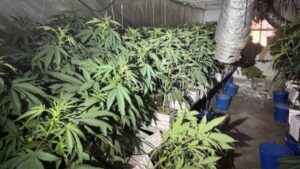 Una de les plantacions de marihuana desmantellades en pisos del districte de Sant Martí de Barcelona (Mossos d'Esquadra)
