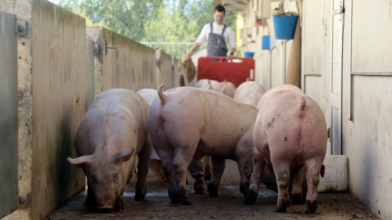 Cerdos en la granja de Cal Llacuna (Mar Martí, ACN)