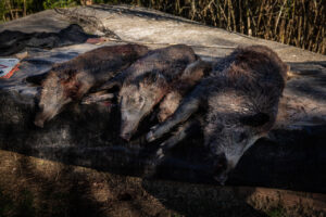 Tres senglars morts sobre una superfície plana a la natura.