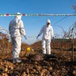 Agents rurals treballant en un senglar mort en un camp