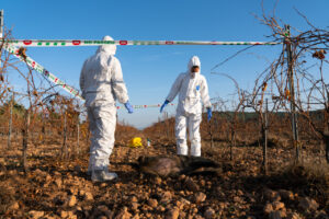 Agents rurals treballant en un senglar mort en un camp