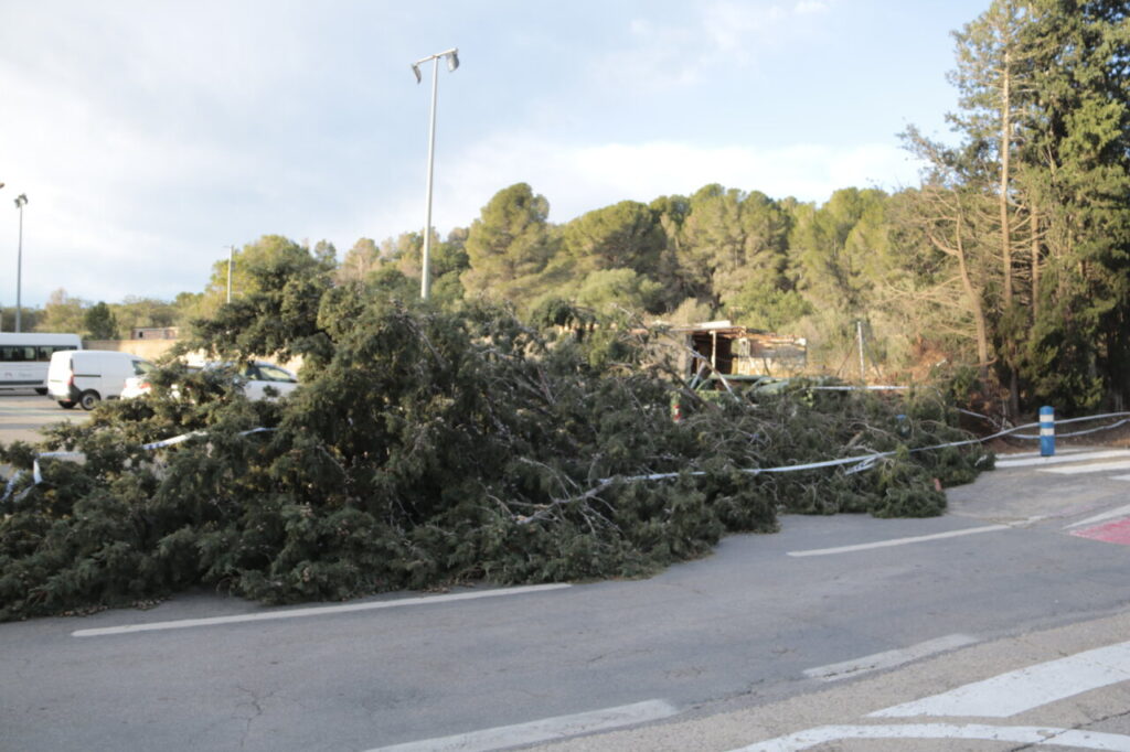 Un árbol caído por el temporal de viento en Mont-roig del Camp (Ariadna Escoda, ACN)